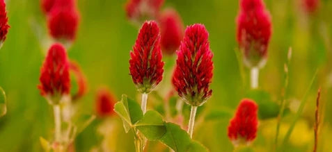 TREFLE ROUGE
